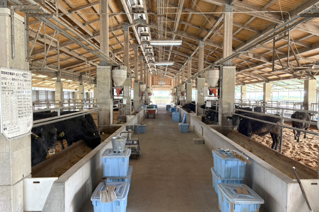 間接検定牛舎(内景)