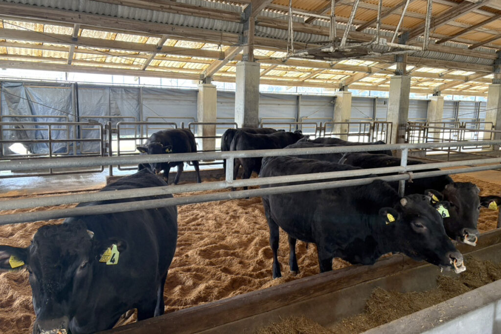 間接検定牛舎(内景)