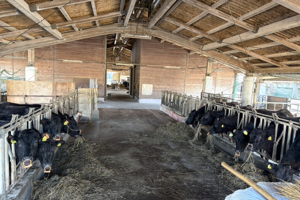 供胚牛舎(内景)