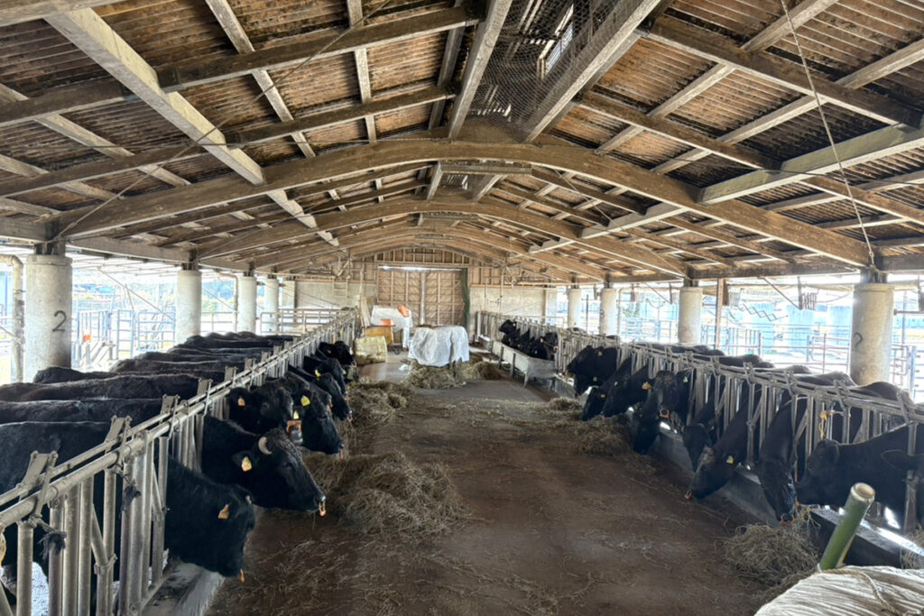 受胚牛舎(内景)