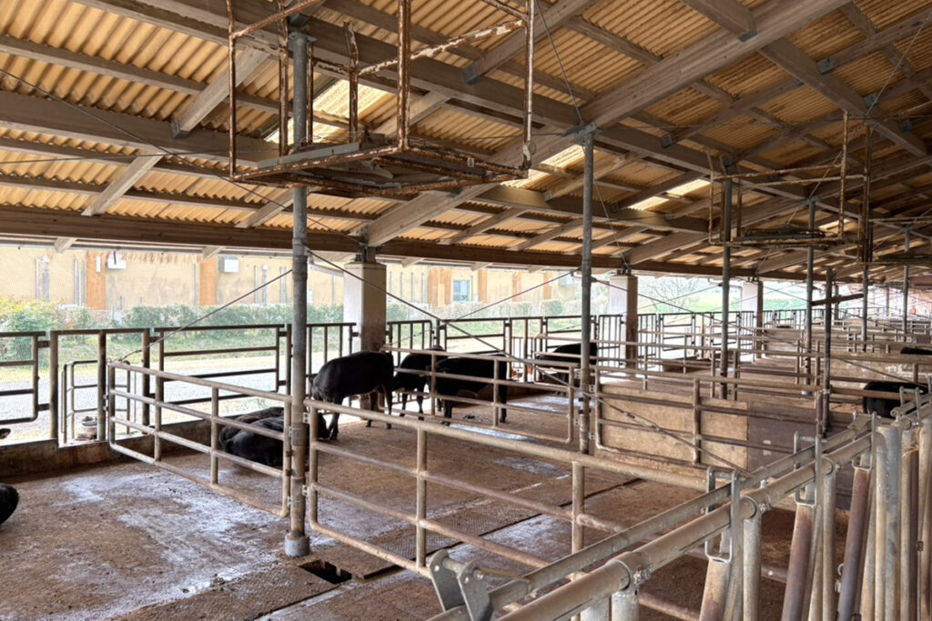 子牛・育成牛舎(内景)