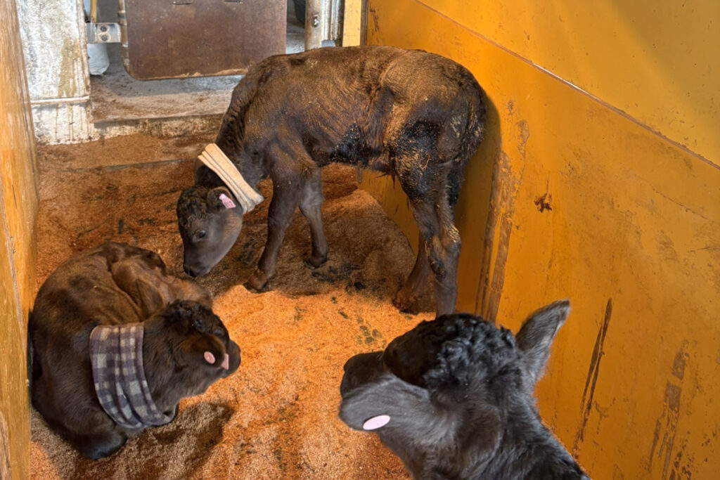 子牛・育成牛舎(内景)