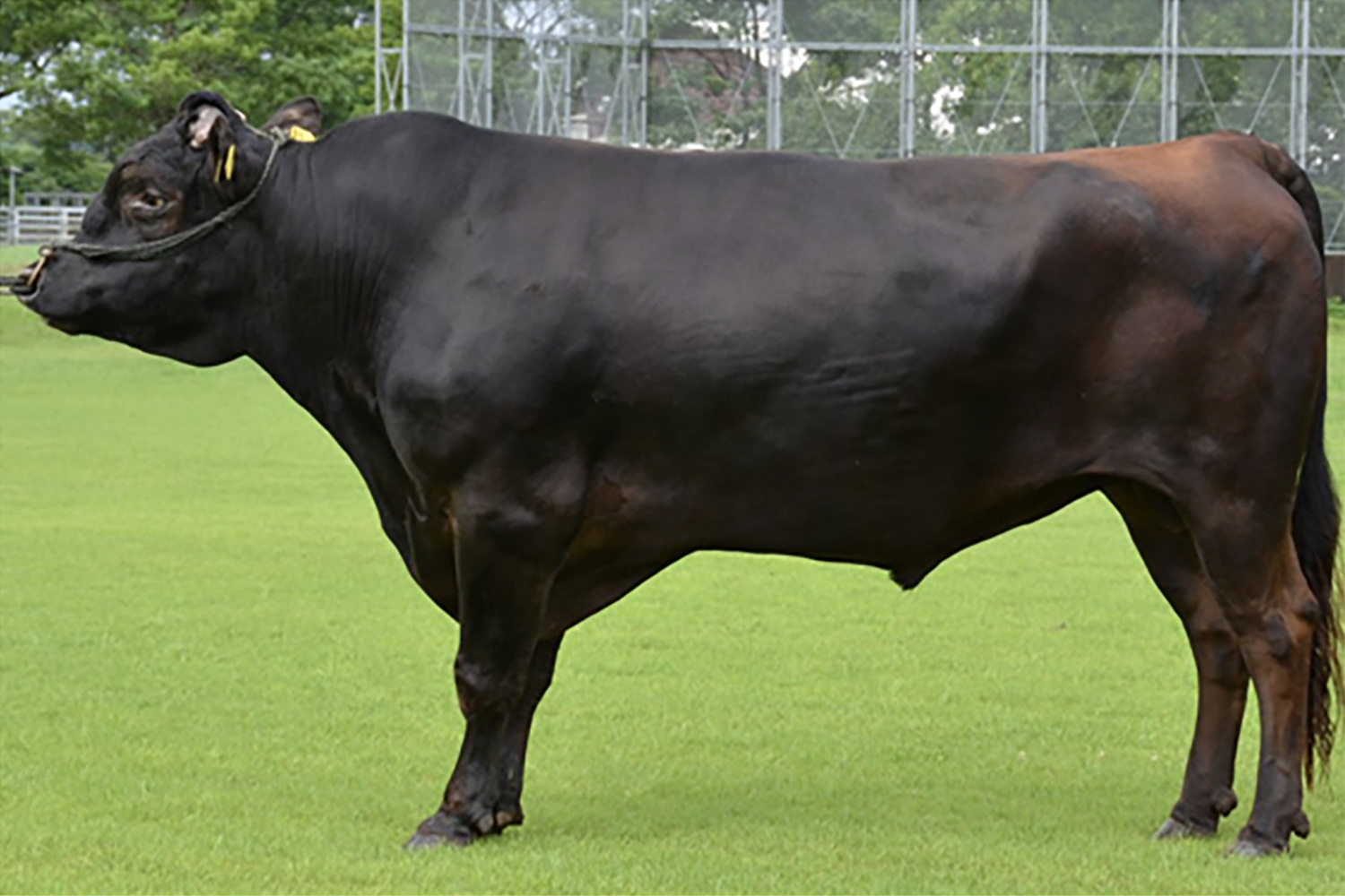 金吉幸（かねよしゆき）