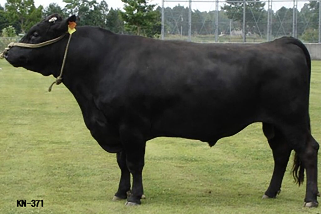 忠茂勝（ただしげかつ）KN-371