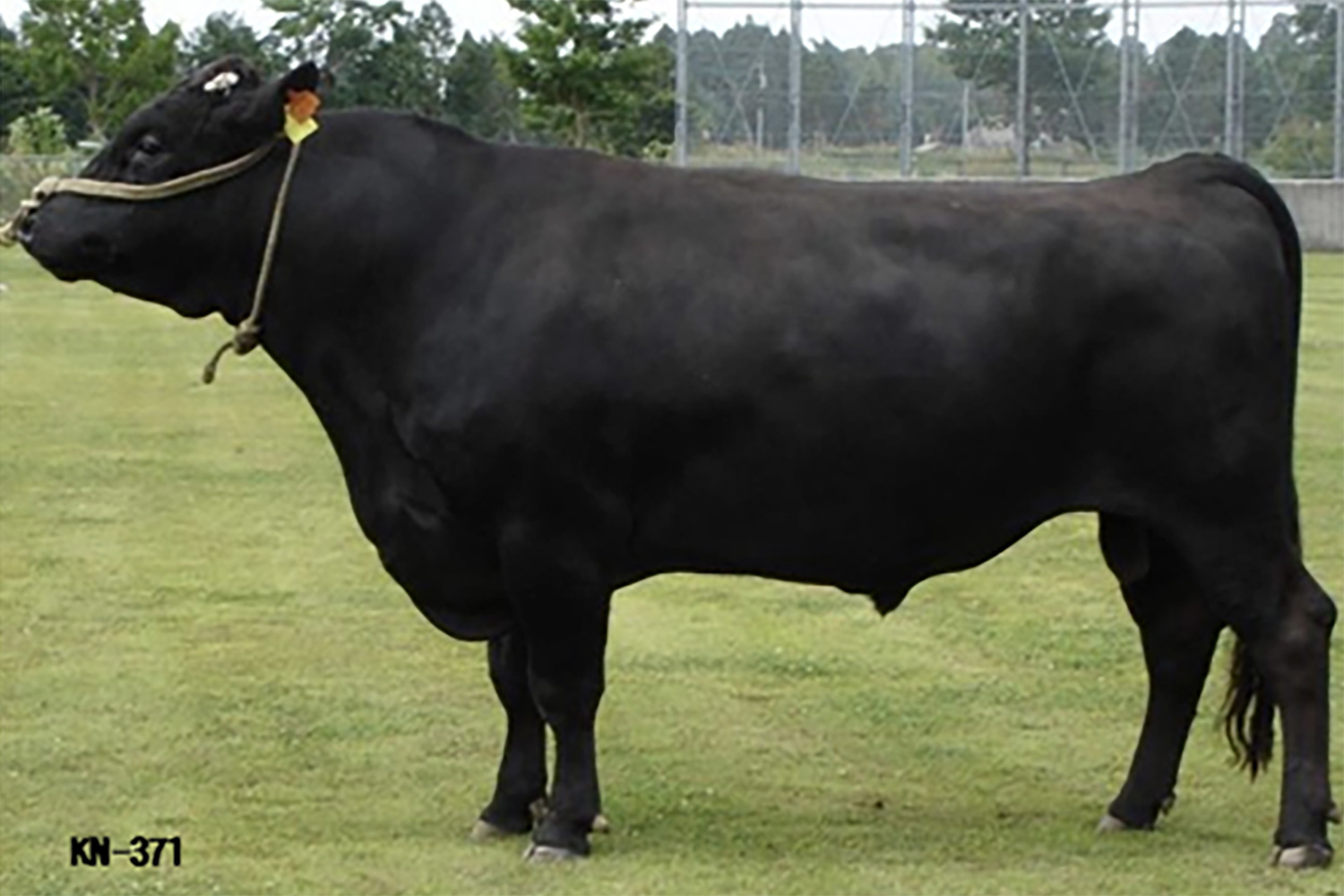 忠茂勝（ただしげかつ）KN-371