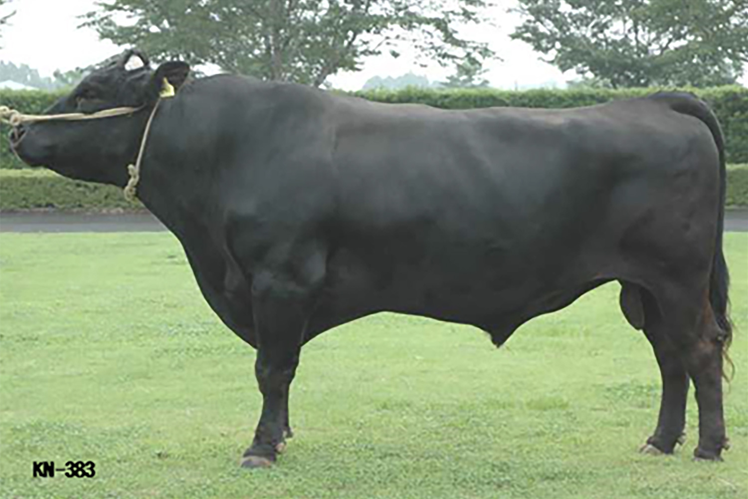 金幸福(かねゆきふく)KN-383