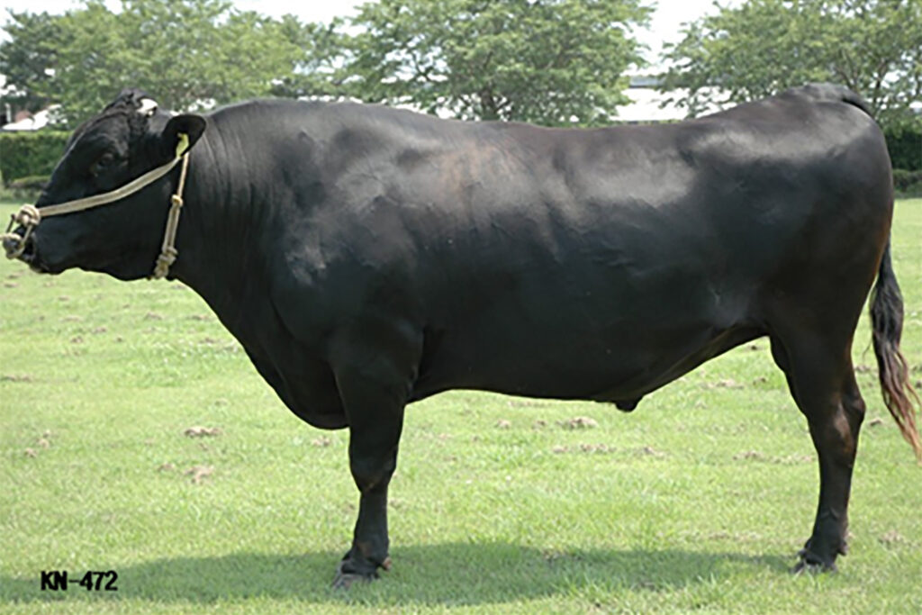 土龍波（どろんぱ）KN-472