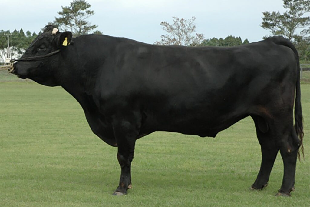 華春福(はるはなふく)KN-490