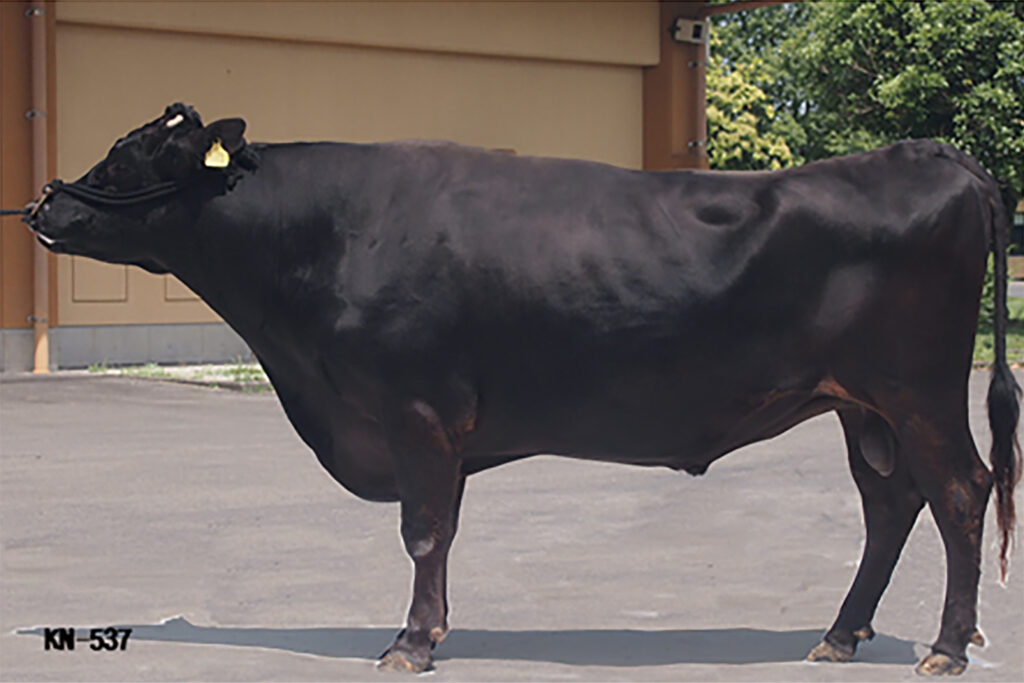 松茂美（まつしげみ）KN-537