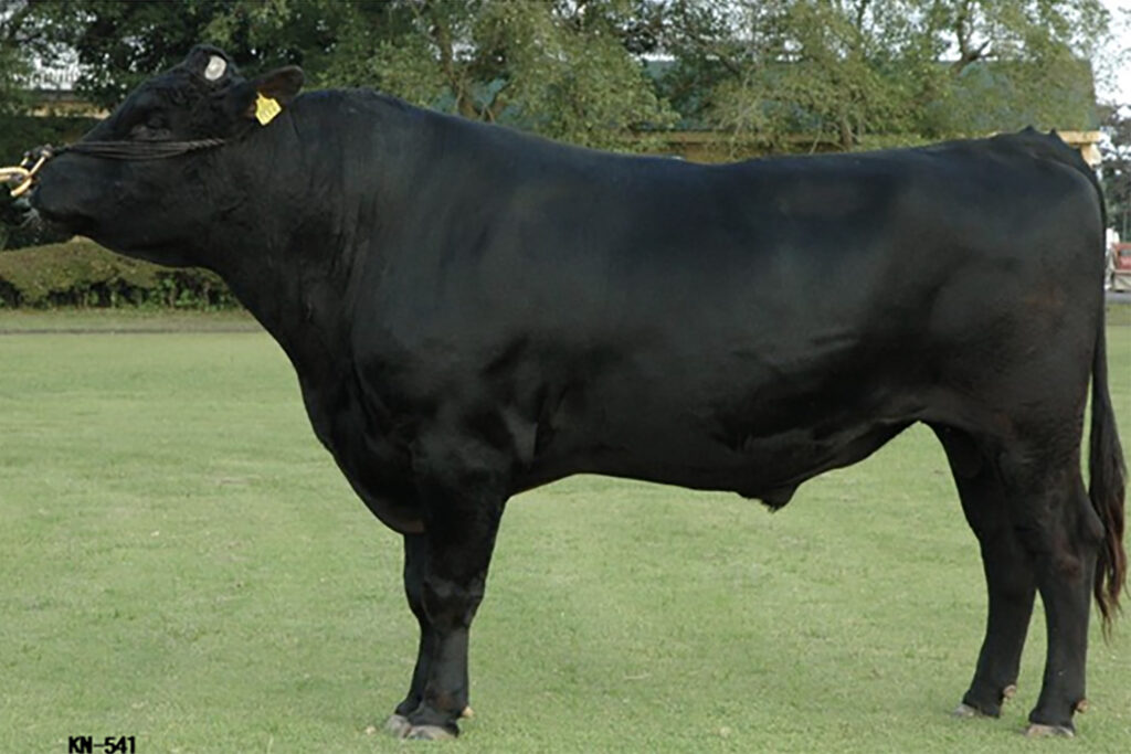 喜亀忠（よしかめただ）KN-541