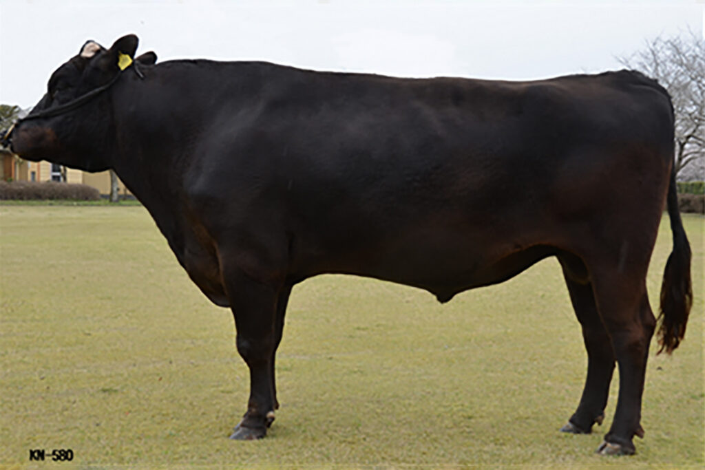 益華福（ますはなふく）KN-580