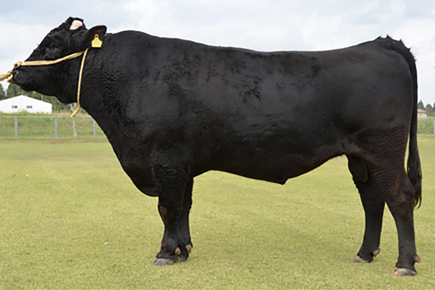 秀幸福(ひでさちふく)KN-587