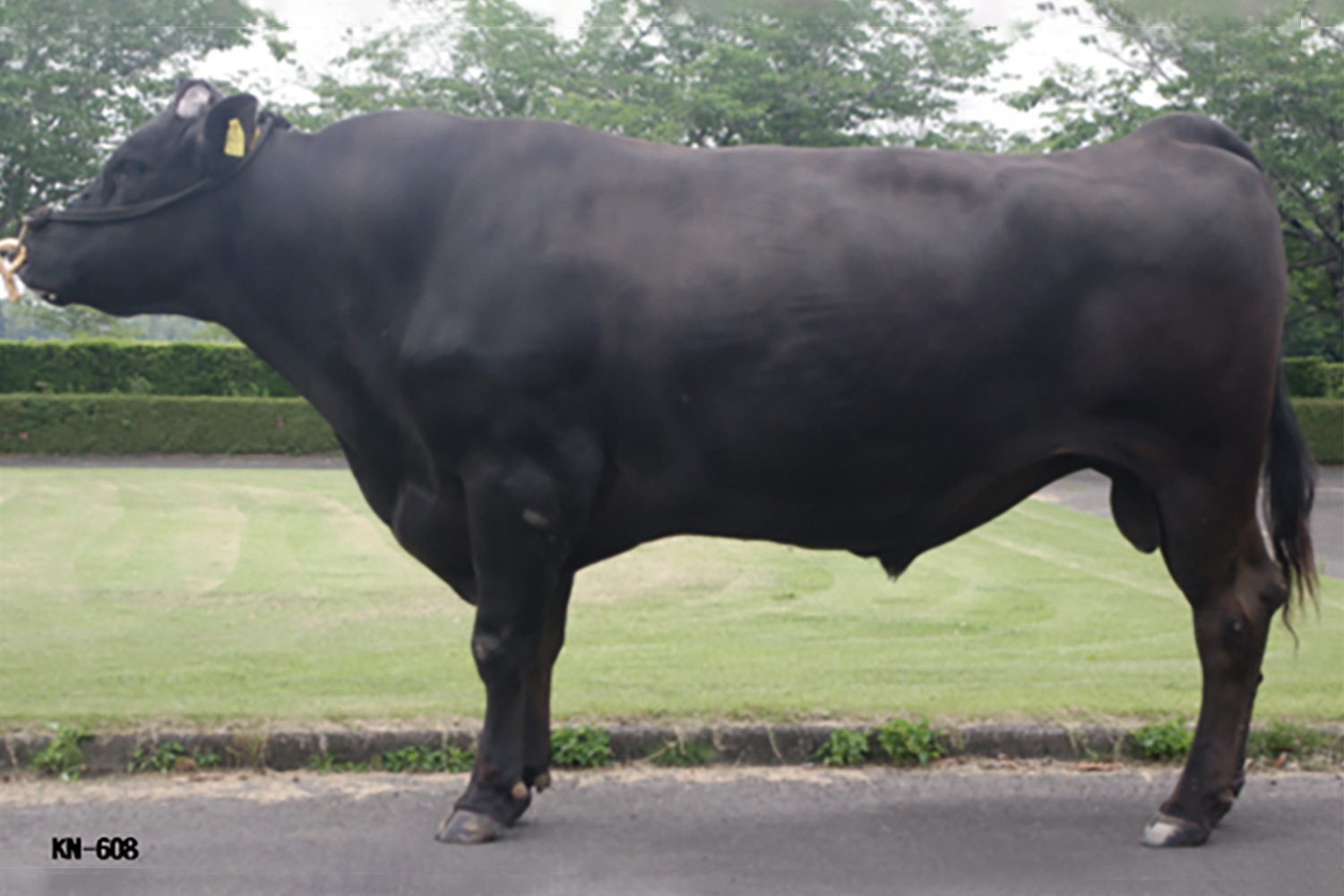 華忠良(はなただよし)KN-608