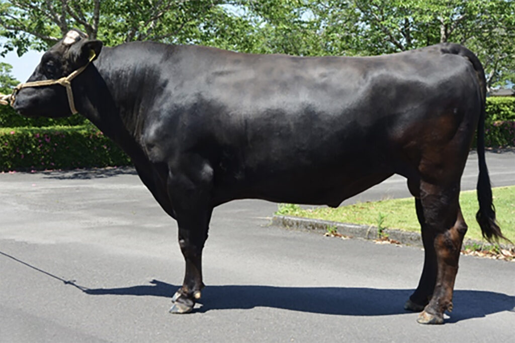 松華幸（まつはなゆき）KN-625