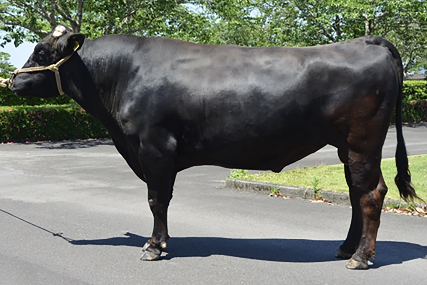 松華幸(まつはなゆき)KN-625