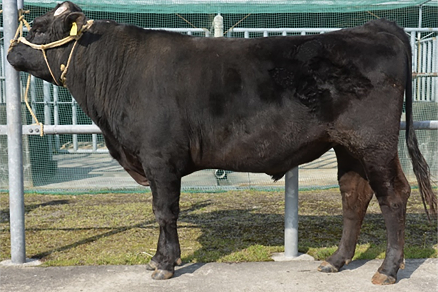 華義福（はなよしふく）KN-650