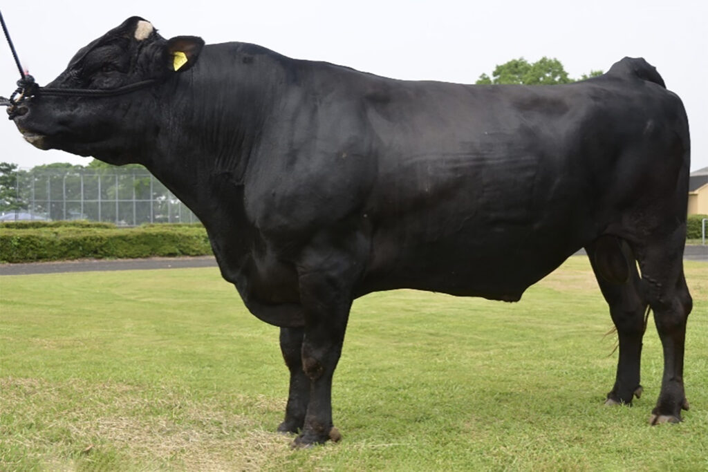 梅華福(うめはなふく)KN-652