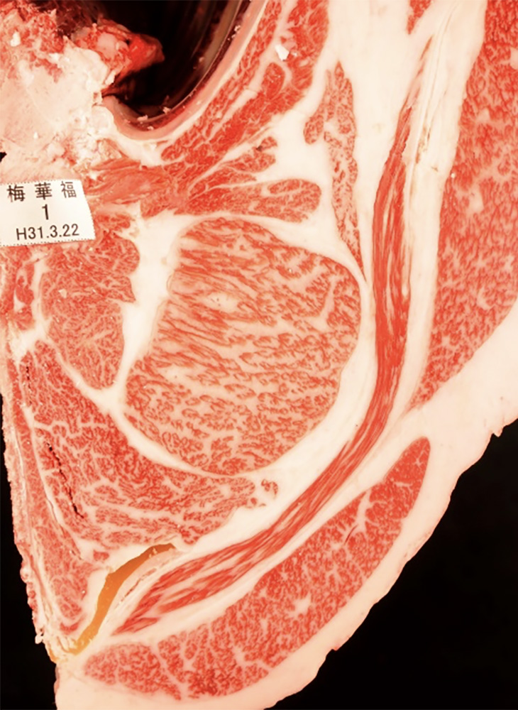 梅華福(うめはなふく)KN-652