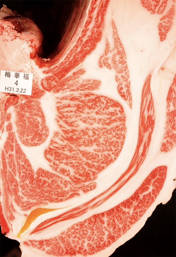 梅華福(うめはなふく)KN-652