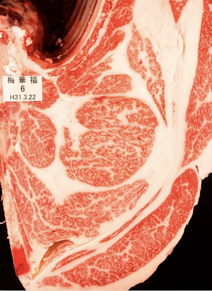 梅華福(うめはなふく)KN-652