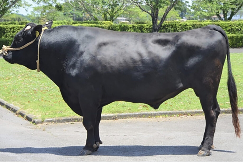 金華好（かねはなよし）KN-659