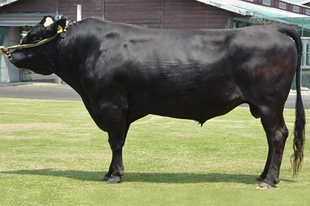 光金豊（みつかねとよ）KN-668