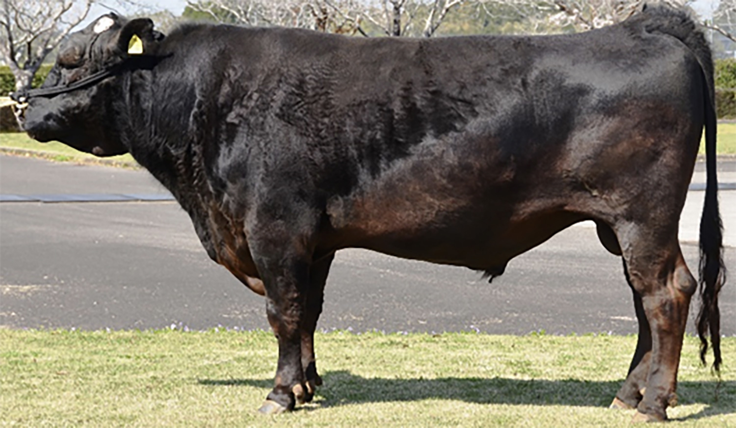 喜勝華（よしかつはな）KN-675