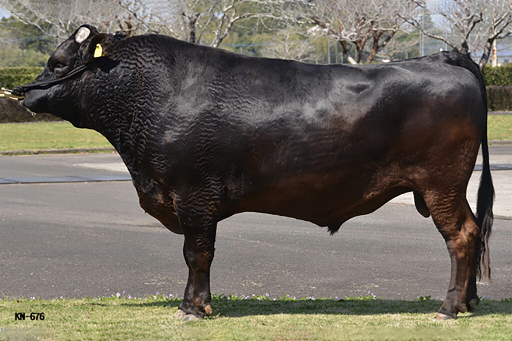 金華勝（かねはなかつ）KN-676