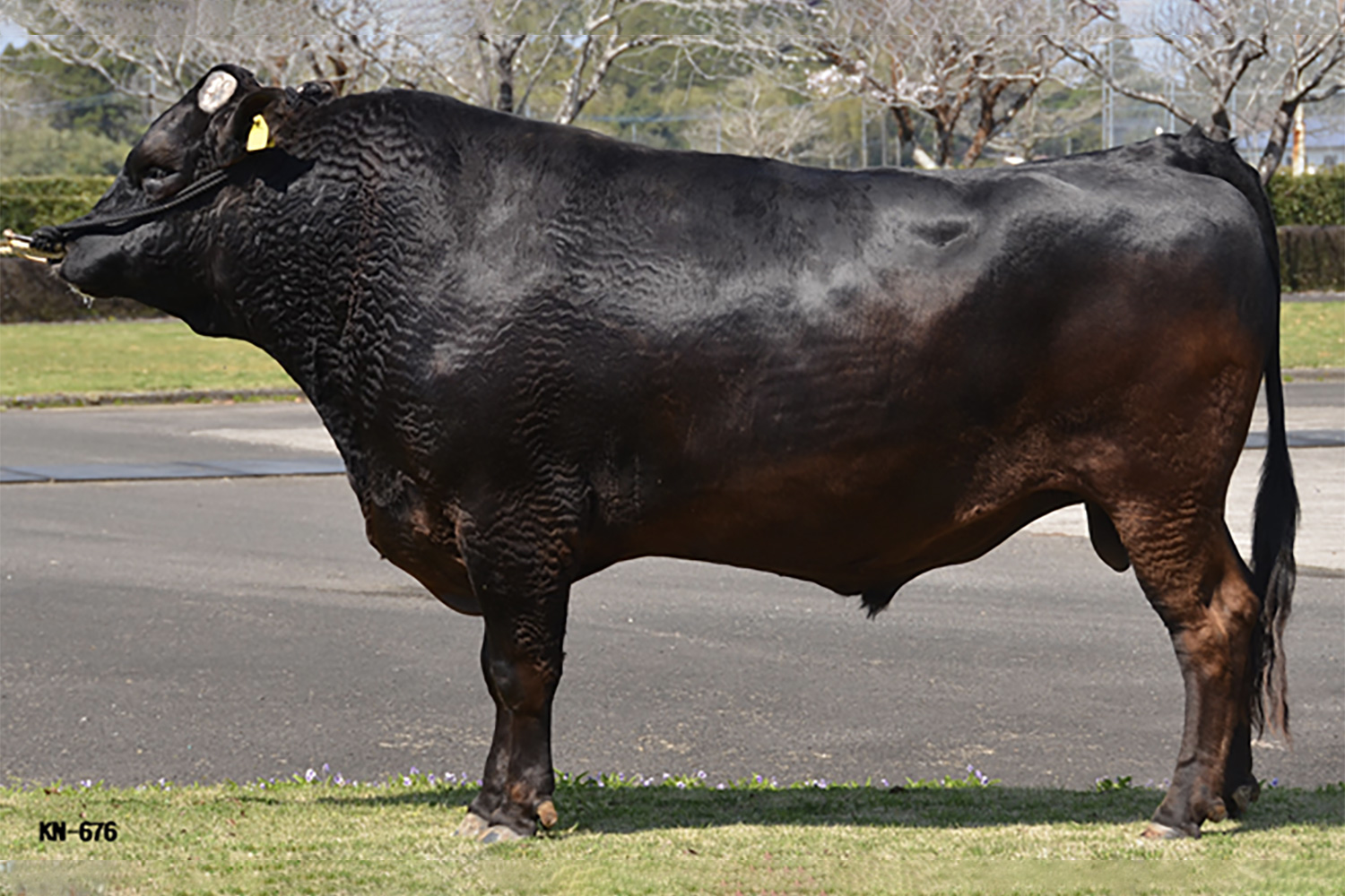 金華勝(かねはなかつ)KN-676