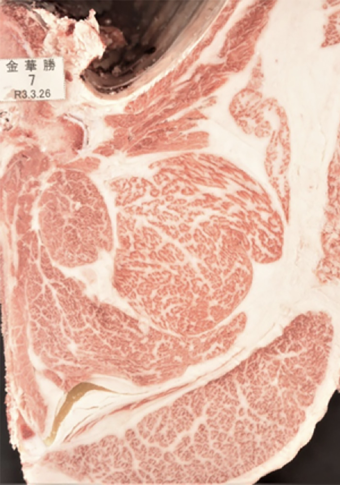 金華勝(かねはなかつ)KN-676