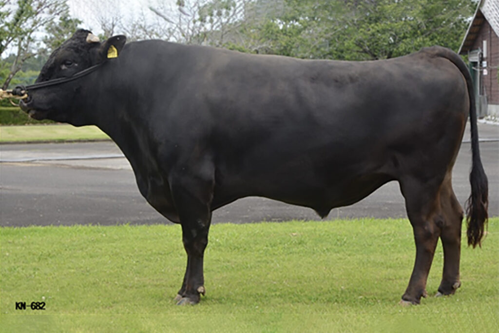 秀春幸（ひではるゆき）KN-682