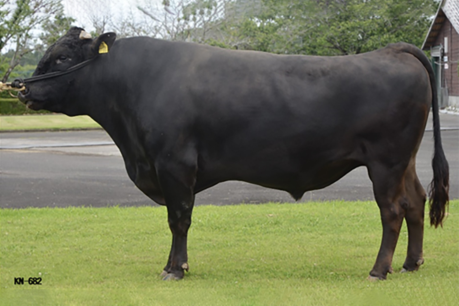 秀春幸(ひではるゆき)KN-682