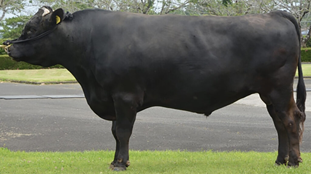 華姫博（はなひめはく）KN-685