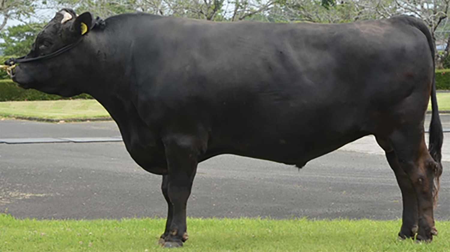 華姫博(はなひめはく)KN-685