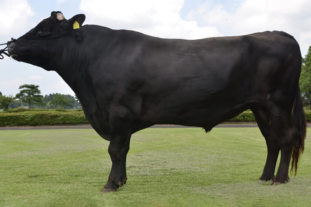 益華明(ますはなあき)KN-694