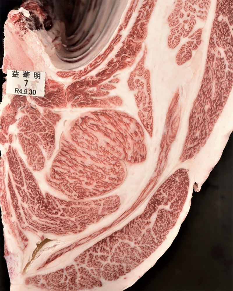 益華明（ますはなあき）KN-694