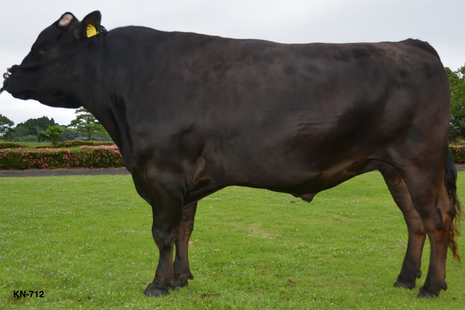 金華光（かねはなひかり）KN-712