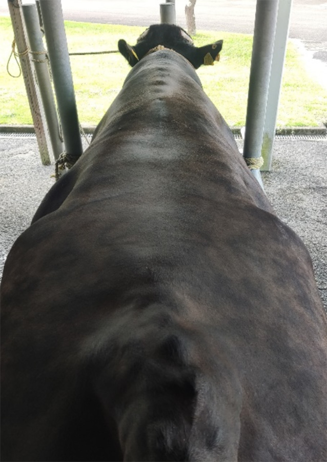 金華光（ひかりはなかね）KN-712