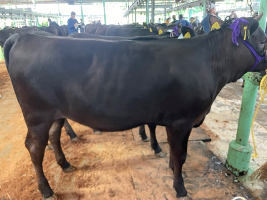 金華光（ひかりはなかね）KN-712