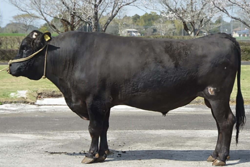 吉高竜（よしたかりゅう）KN-716