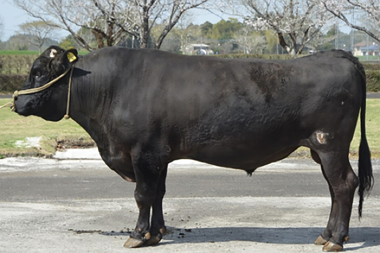 吉高竜(よしたかりゅう)KN-716