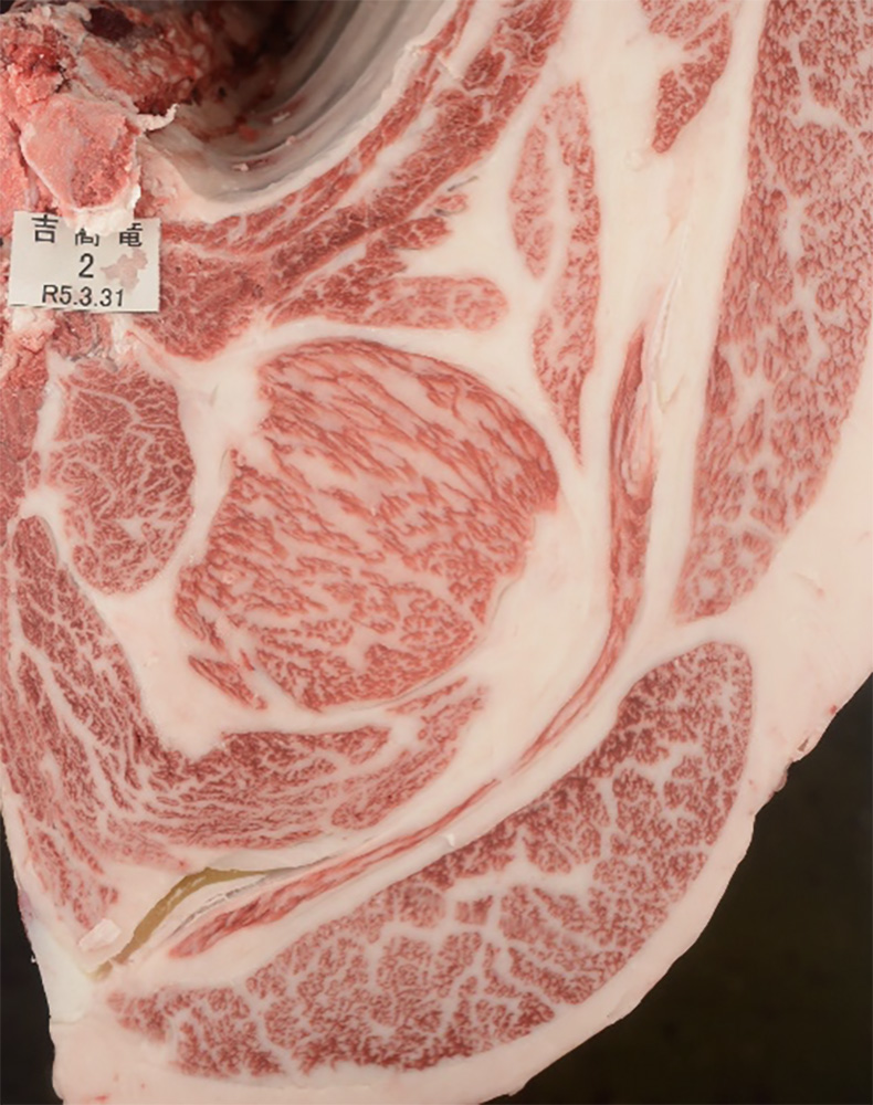 吉高竜(よしたかりゅう)KN-716