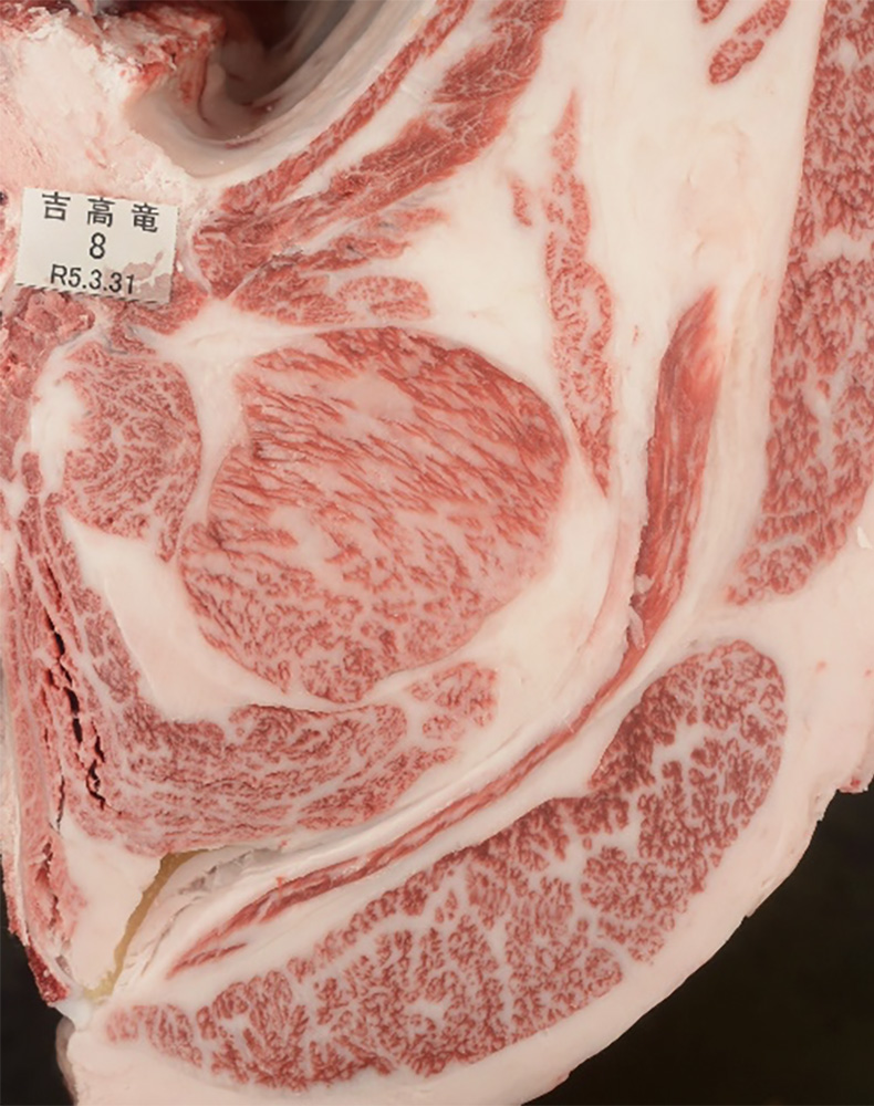 吉高竜(よしたかりゅう)KN-716