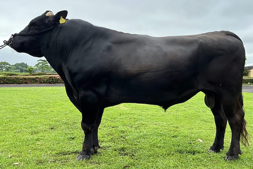 松西郷（まつさいごう）KN-720