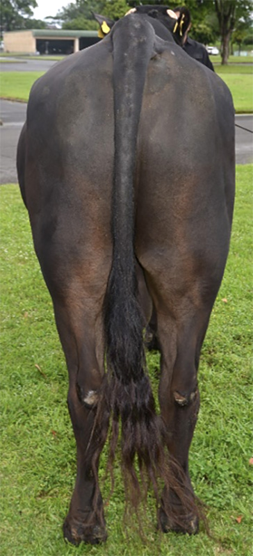 松西郷(まつさいごう)KN-720