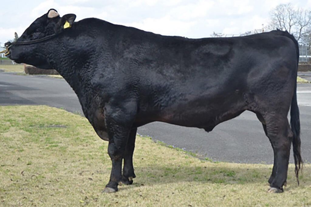 松秀山（まつひでやま）KN-732