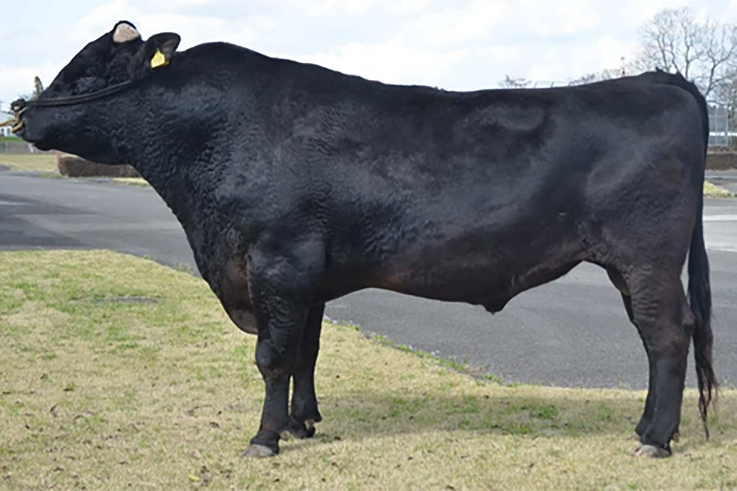 松秀山(まつひでやま)KN-732