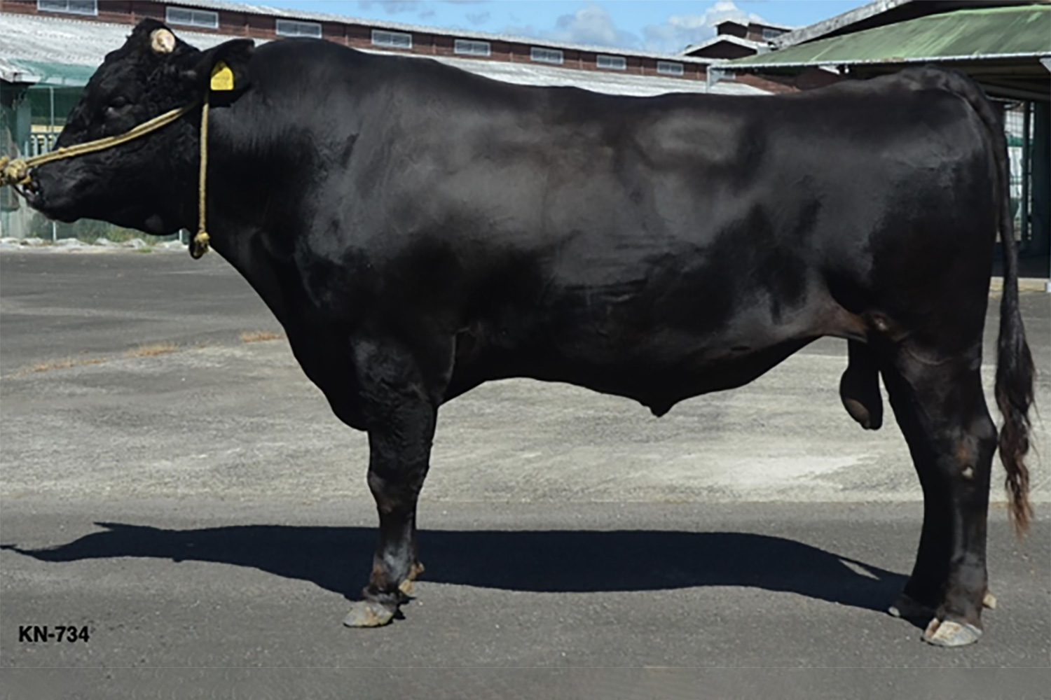 中津秀(なかつひで)KN-734