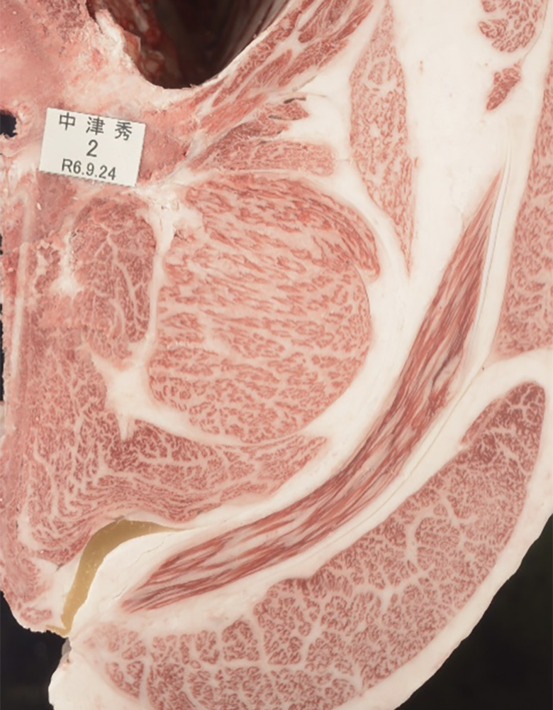 中津秀(なかつひで)KN-734