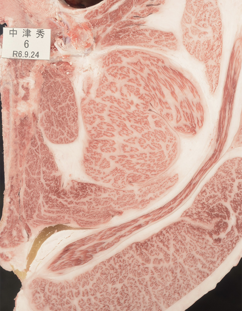 中津秀(なかつひで)KN-734